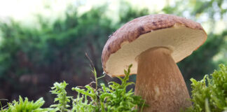 Jurčki - jesenski goban (Boletus edulis)