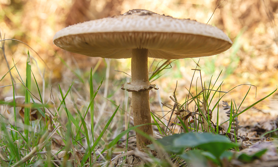 Orjaški dežnik (Macrolepiota procera) - Znam.si