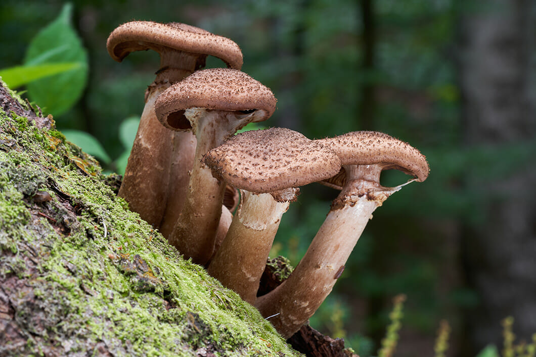 Prava torovka Armillaria Mellea Znam si prava-torovka-armillaria-mellea-znam-si